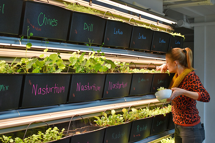 One of two self-watering lettuce walls providing staff with fresh lettuce for lunch. (SC photo) 2024/07/AB-Lettuce-wall.jpg 
